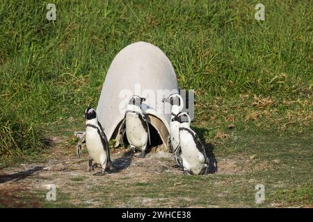 Africa, pinguini africani, Spheniscus demersus, specie in via di estinzione, Lista rossa IUCN, Overberg, Seabird, Sud Africa, Stony Point Nature Reserve, Western Cape Province, Stoney Point Nature Reserve, Overstrand, spiaggia costiera, marina Foto Stock