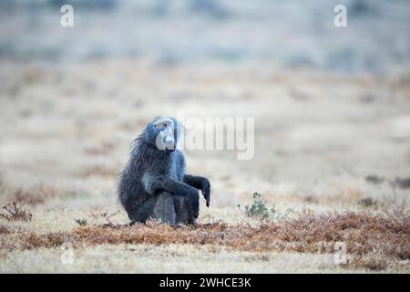 Sudafrica, Provincia del Capo Orientale, Parco Nazionale degli Elefanti di Addo, Baboon di Chacma, Papio ursinus, Bush, Parco Nazionale, riposante, Bushveld Foto Stock