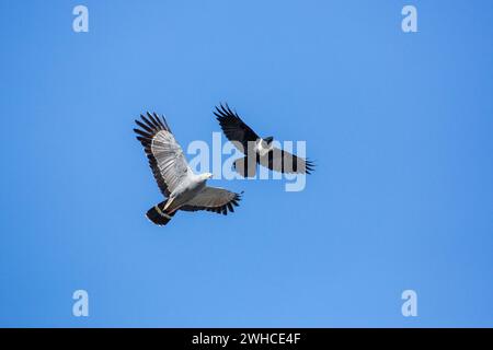 Sudafrica, Provincia del Capo occidentale, Overstrand, Gymnogene, Polyboroides typus, Pied Crow, Corvus albus, sfondo blu, volo Foto Stock