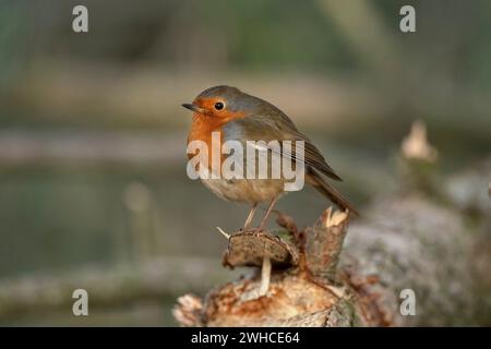 Vista laterale di un Robin con uno sfondo sfocato appollaiato su un ramo in primo piano in una foresta in Scozia regno unito Foto Stock