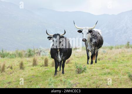 Nguni, Sud Africa, Provincia del Capo occidentale, Overstrand, mucca, bestiame, animali domestici, agricoltura, fattoria, razza di bestiame indigena dell'Africa meridionale Foto Stock