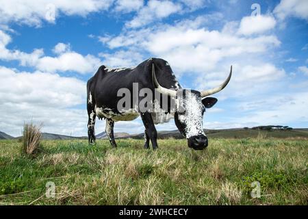 Nguni, Sud Africa, Provincia del Capo occidentale, Overstrand, mucca, bestiame, animali domestici, agricoltura, fattoria, razza di bestiame indigena dell'Africa meridionale Foto Stock
