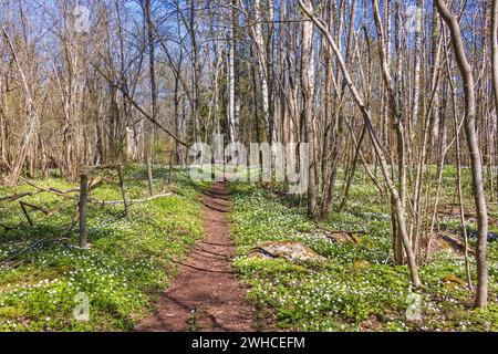 Prova escursionistica in una foresta decidua con anemoni in legno fiorito (Anemone nemorosa) una bella giornata di primavera soleggiata Foto Stock