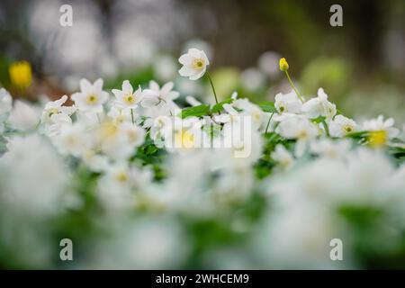 Anemone in legno con fiori bianchi in primavera, prospettiva vicina al terreno, messa a fuoco selettiva Foto Stock