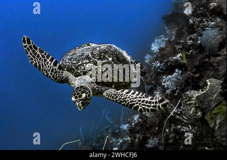 Tartaruga verde (Chelonia mydas), Wakatobi Dive Resort, Sulawesi, Indonesia Foto Stock