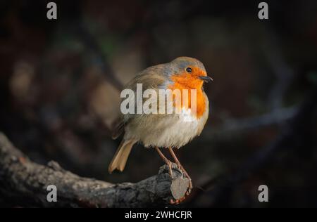 Robin arroccato su una rete da pesca in un porto vicino, in Scozia Foto Stock