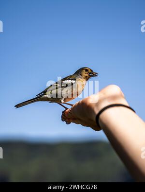 Uccello sulla mano, dos Balcoes, regione Autonoma di Madeira, Portogallo, Europa Foto Stock