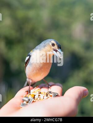 Uccello sulla mano, dos Balcoes, regione Autonoma di Madeira, Portogallo, Europa Foto Stock