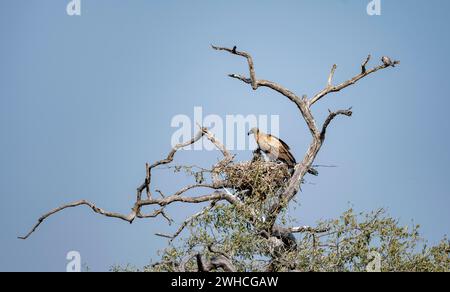 Avvoltoio bianco (Gyps africanus), uccello adulto con giovani nel nido, Kruger National Park, Sudafrica Foto Stock