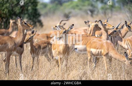 Mandria di impala (Aepyceros melampus) in erba alta, antilope heeler nera, Parco nazionale Kruger, Sudafrica Foto Stock