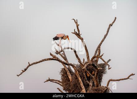 Cicogna dal becco giallo (Mycteria ibis) seduta su un albero morto con nido di tessitore, Sunset Dam, Southern Kruger National Park, Kruger National Park, Sud Foto Stock