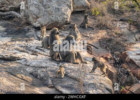 Branco di babbuini chacma (Papio ursinus), famiglia di animali con adulti e cuccioli, seduti su pietre, Parco Nazionale Kruger, Sudafrica Foto Stock