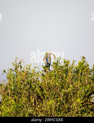 Rullo petto lilla (Coracias caudatus) seduto su un albero contro un cielo blu, Kruger National Park, Sudafrica Foto Stock