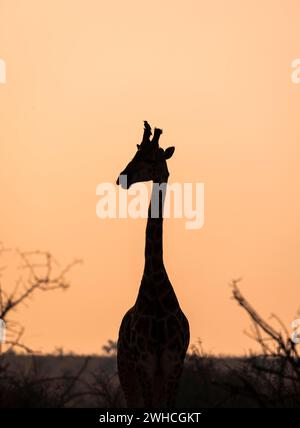 Giraffa meridionale (giraffa giraffa) con oxpecker (Buphagus) sul corno, silhouette all'alba suggestiva, Parco Nazionale Kruger, Sud Foto Stock