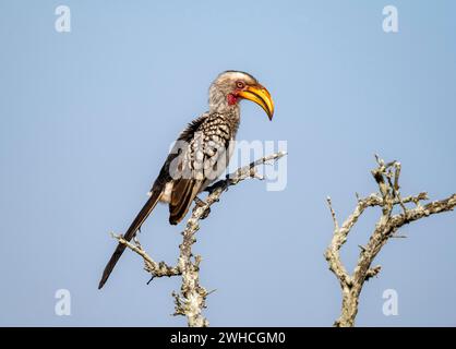 Hornbill dagli anelli rossi (Tockus leucomelas) seduto su una diramazione contro un cielo blu, Kruger National Park, Sudafrica Foto Stock