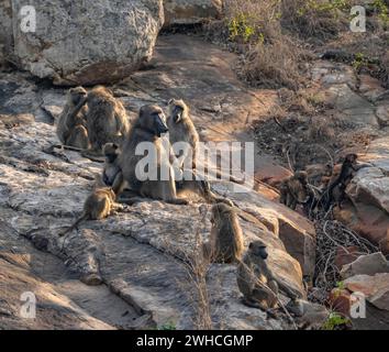 Branco di babbuini chacma (Papio ursinus), famiglia di animali con adulti e cuccioli, seduti su pietre, Parco Nazionale Kruger, Sudafrica Foto Stock