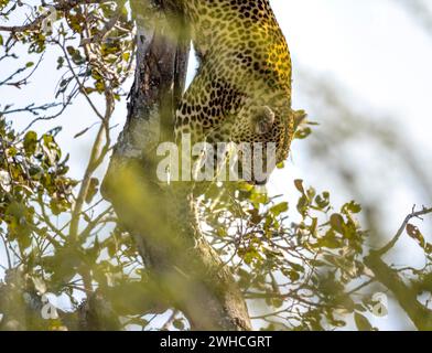 Leopardo (Panthera pardus) che scende da un albero, adulto, Parco nazionale Kruger, Sudafrica Foto Stock