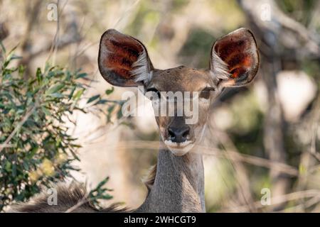 Greater Kudu (Tragelaphus strepsiceros), ritratto di animali, femmina adulta, allerta, Parco nazionale di Kruger, Sudafrica Foto Stock