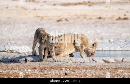 Leoni (Panthera leo), madre con giovani, beve presso la sorgente, Nebrowni Waterhole, Etosha National Park, Namibia Foto Stock