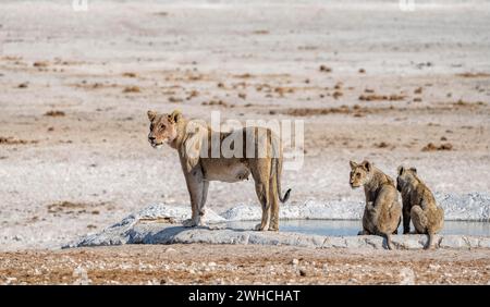 Leoni (Panthera leo), madre e due cuccioli presso la sorgente, la sorgente dei Nebrowni, il Parco Nazionale di Etosha, Namibia Foto Stock