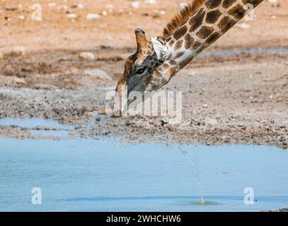 Giraffa angolana (Giraffa giraffa angolensis) che beve, con labbro rovesciato, divertente, ritratto di animali, Parco nazionale di Etosha, Namibia Foto Stock