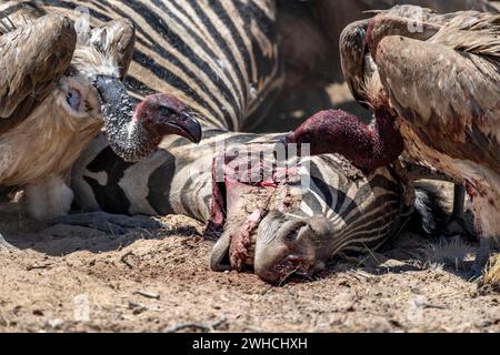 Molti avvoltoi bianchi (Gyps africanus) con teste sanguinose che si nutrono della carcassa di una zebra di pianure morte (Equus quagga), il Parco nazionale di Etosha Foto Stock