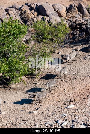 Gruppo di zebre di montagna di hartmann (Equus zebra hartmannae) tra rocce, dall'alto, concessione Hobatere, Namibia Foto Stock