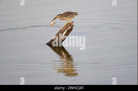 Airone di mangrovie (Butorides striata atricapilla), seduto su un ceppo d'albero nell'acqua con prede nel becco, tenendo una piccola rana per la gamba Foto Stock