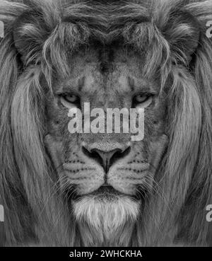 Ritratto di bella lionina africana in bianco e nero Foto Stock