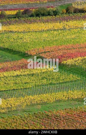 Vista delle vigne autunnali di Petersberg vicino Neef, Mosella, Renania-Palatinato, Germania Foto Stock