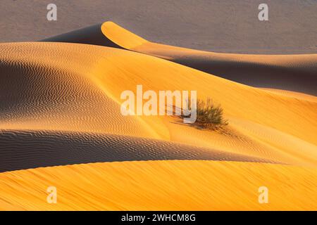 Dettagli delle dune di sabbia nel deserto di Rub al Khali, il deserto di sabbia più grande del mondo, il quartiere vuoto, Oman Foto Stock