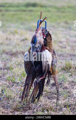 jay Garrulus glandarius, adulto defunto e fagiano comune Phasianus colchicus, maschi adulti deceduti appesi al portabagagli durante le riprese Foto Stock