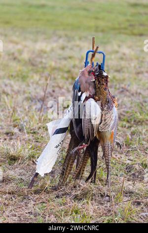 jay Garrulus glandarius, adulto defunto e fagiano comune Phasianus colchicus, maschi adulti deceduti appesi al portabagagli durante le riprese Foto Stock