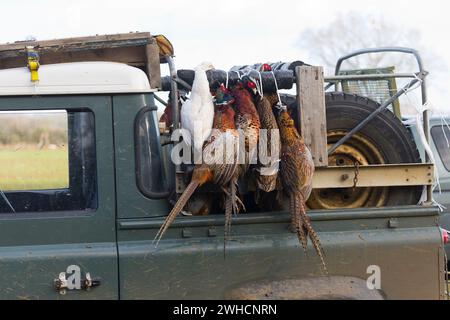 Fagiano comune Phasianus colchicus, adulti deceduti e Mallard Anas platyrhynchos, femmina adulta appesa a Land Rover durante le riprese di gioco , Suffolk, E. Foto Stock