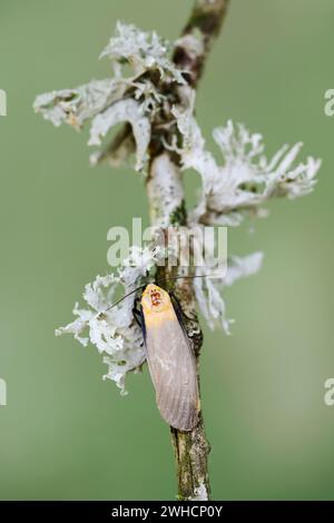 Piede a quattro macchie (Lithosia quadra), uomo, Francia Foto Stock