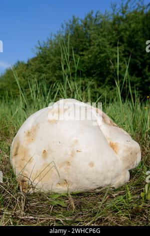 Gigantesco bostro (Langermannia gigantea) in un prato, Renania settentrionale-Vestfalia, Germania Foto Stock