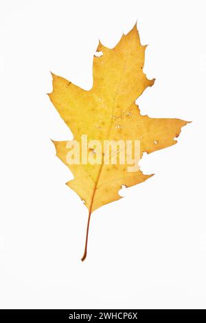 Foglia autunnale di quercia bianca americana (Quercus alba), albero, autoportante, Vechta, bassa Sassonia, Germania Foto Stock