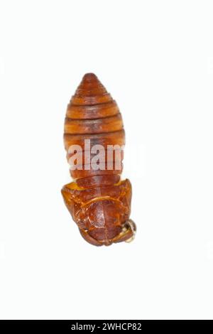 Albero di Dio spinner o Ailanthus spinner (Samia cynthia), pupa Foto Stock