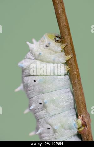 Falena albero di Dio o falena Ailanthus (Samia cynthia), caterpillar Foto Stock