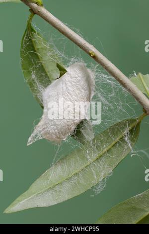 Albero di Dio spinner o Ailanthus spinner (Samia cynthia), bozzolo Foto Stock