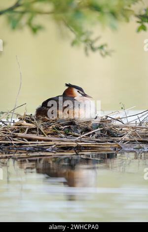 Allevamento di Grebe crestata (Podiceps cristatus) sul nido, Renania settentrionale-Vestfalia, Germania Foto Stock