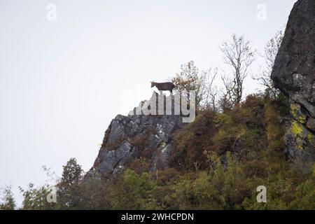 Goro bruno dell’Himalaya, Nemorhaedus goral, mandria di capra, capra selvatica, Zuluk, Sikkim, India Foto Stock