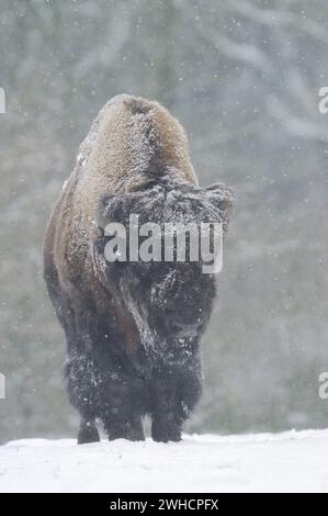 Bisonte americano (Bos bison), toro in inverno Foto Stock