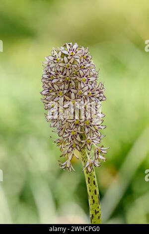 Giglio crestato (Eucomis comosa), infiorescenza, presenza in Africa Foto Stock