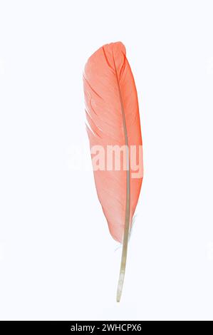 Scarlet Ibis o Red Ibis (Eudocimus ruber), piuma Foto Stock