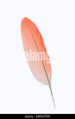 Scarlet Ibis o Red Ibis (Eudocimus ruber), piuma Foto Stock