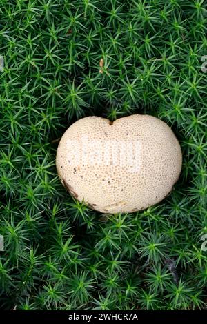 Palla di pelo veleno della pelle di suino (scleroderma citrinum) e muschio comune della cuffia (Polytrichum commune), Renania settentrionale-Vestfalia, Germania Foto Stock