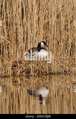 Oca canadese (Branta canadensis) seduta sul nido, Renania settentrionale-Vestfalia, Germania Foto Stock