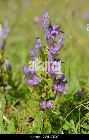 Genziana frangia tedesca o genziana corona tedesca (Gentianella germanica), Baviera, Germania Foto Stock