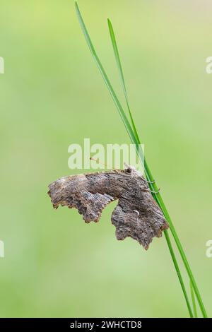 Farfalla, Gray comma (Polygonia progne), Columbia Britannica, Canada Foto Stock